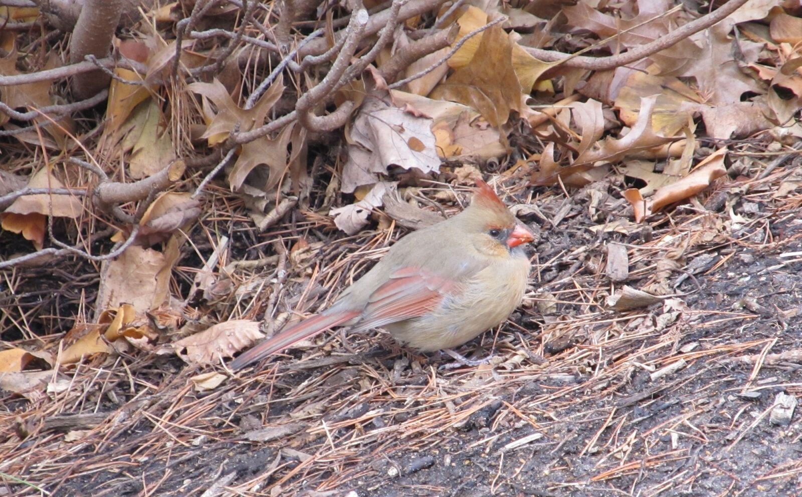 Canon PowerShot SX130 IS sample photo. Cardinal, incline, hilly photography