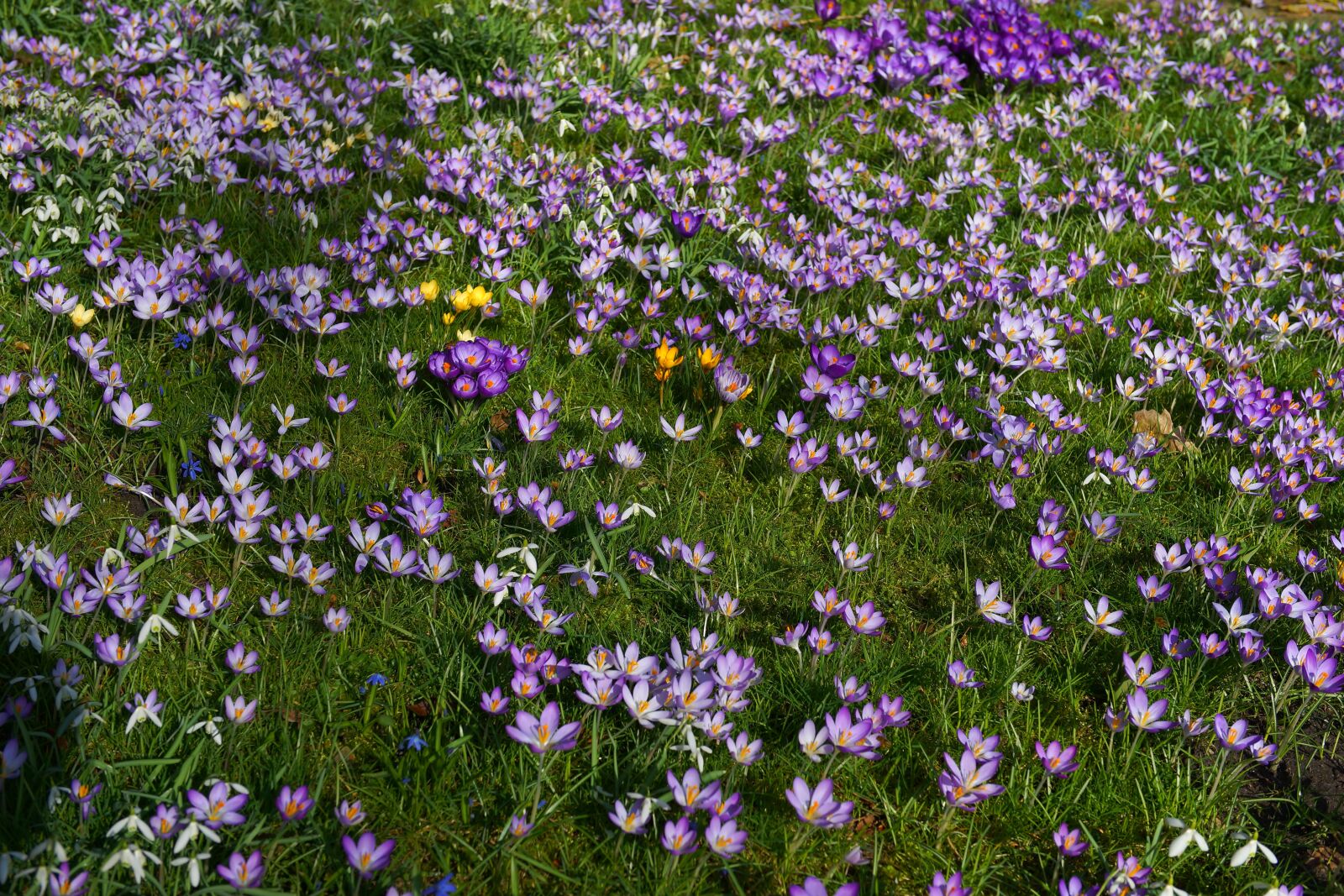 Sony a99 II sample photo. Garden, crocus, spring photography