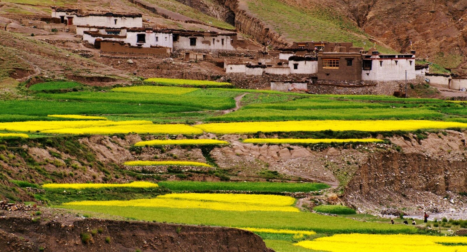 KONICA MINOLTA DYNAX 7D sample photo. Fields, culture, tibet photography