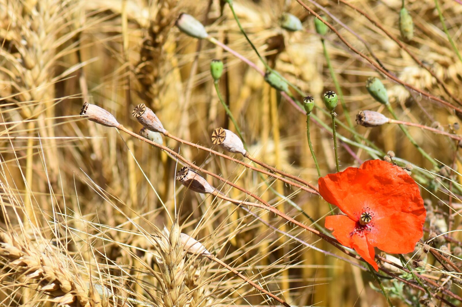Nikon D7200 sample photo. Nature, poppy, flower photography