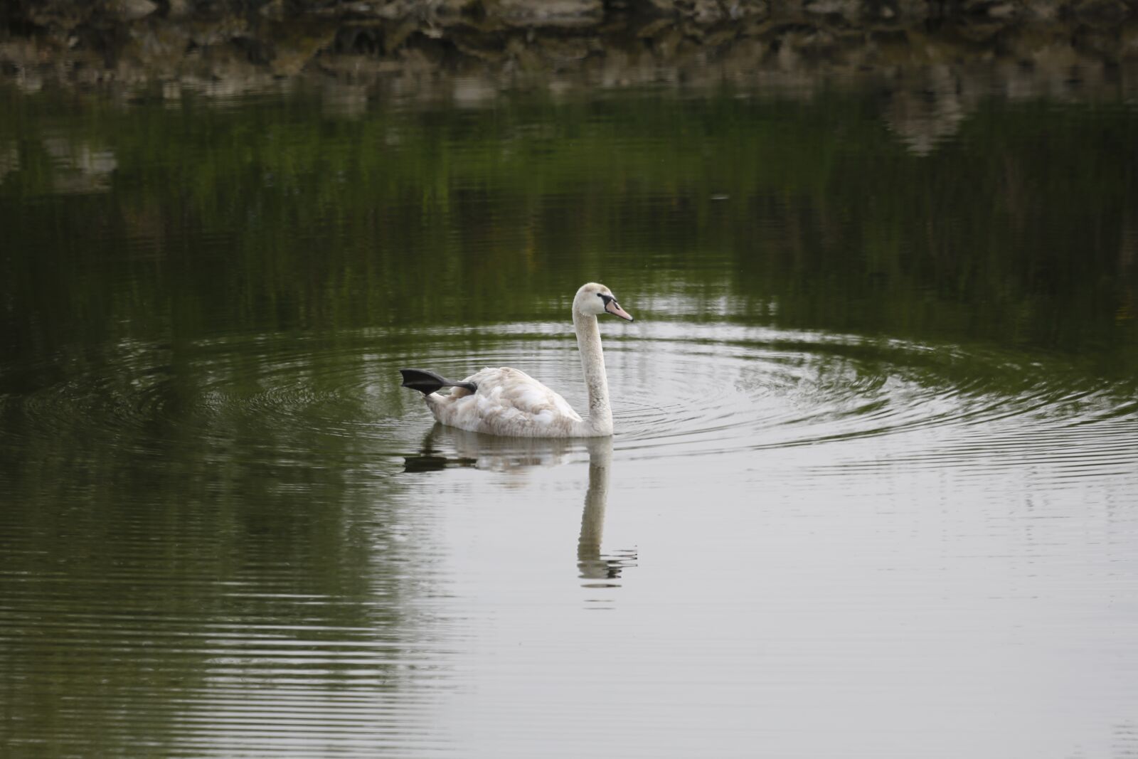 Canon EF 100-400mm F4.5-5.6L IS USM sample photo. Swan, water, lake photography