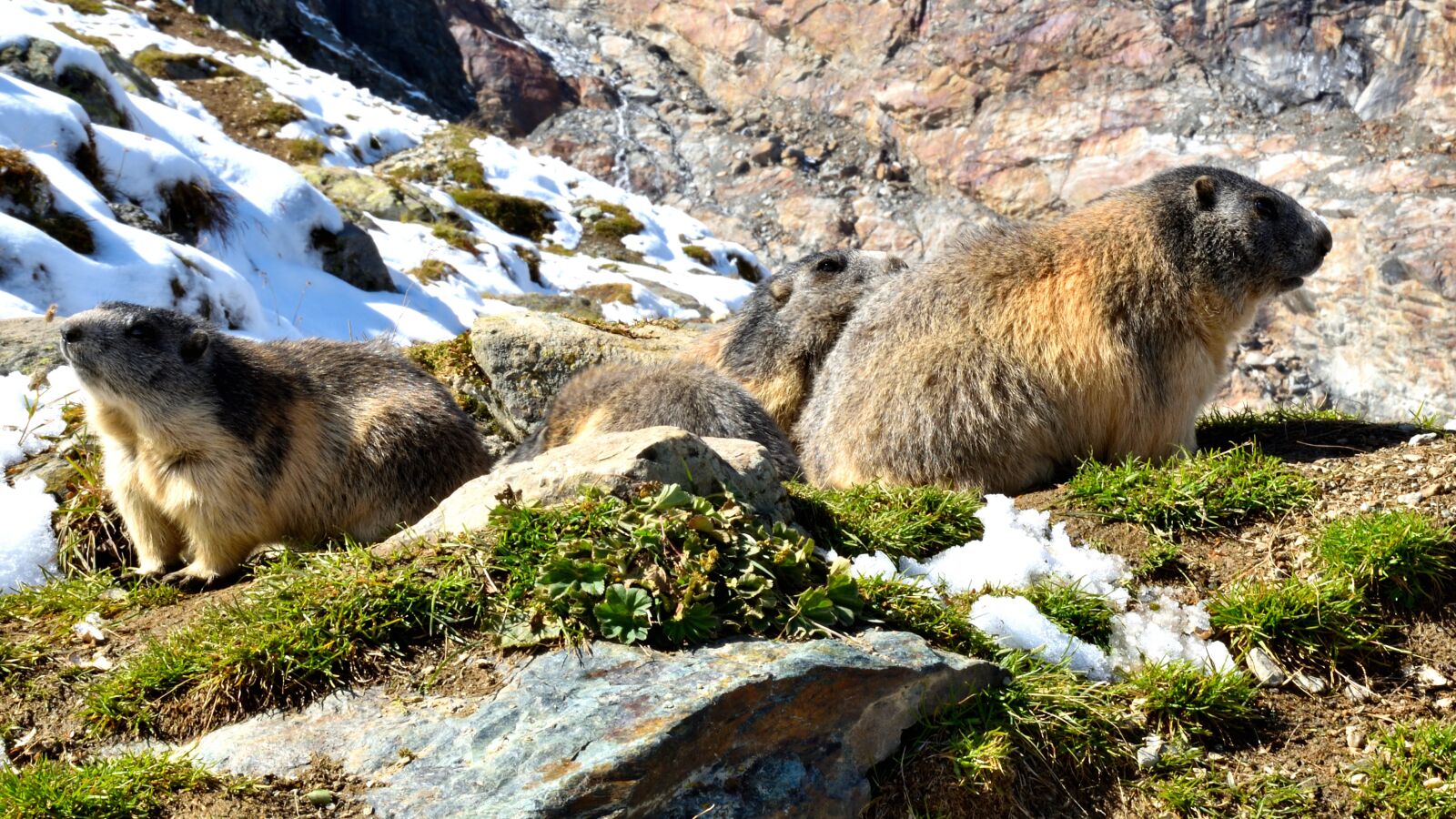 Nikon D5500 sample photo. Marmots, nature, snow photography