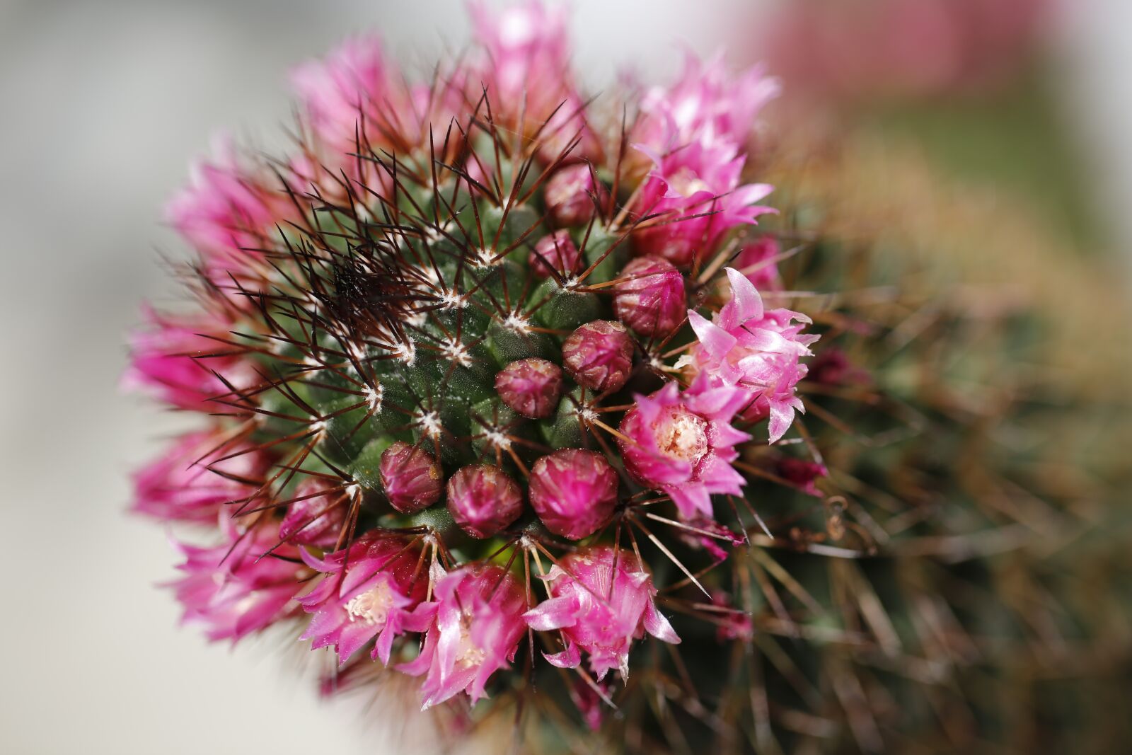 Canon EF 100mm F2.8L Macro IS USM sample photo. Cactus, blossom, bloom photography