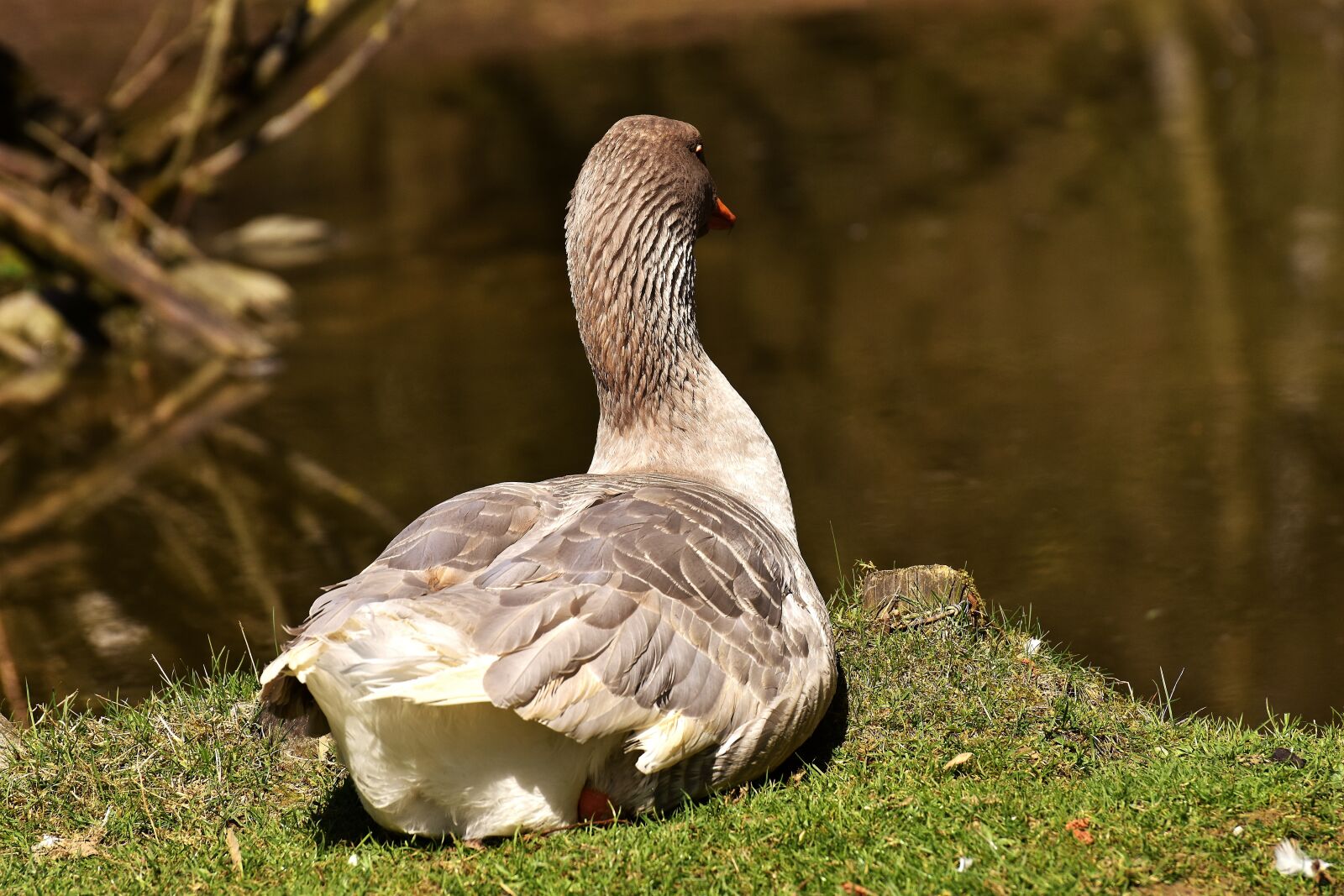 Nikon D7200 sample photo. Goose, bird water, concerns photography