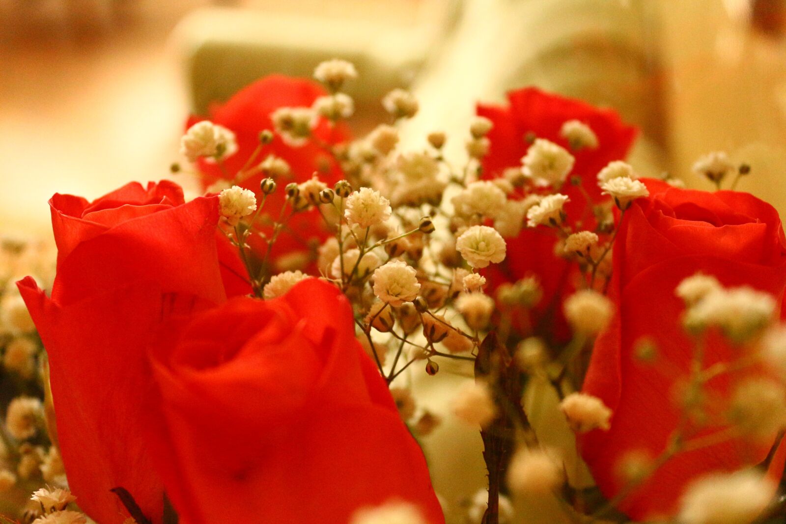 Canon EOS 650D (EOS Rebel T4i / EOS Kiss X6i) sample photo. Roses, bouquet, petals photography