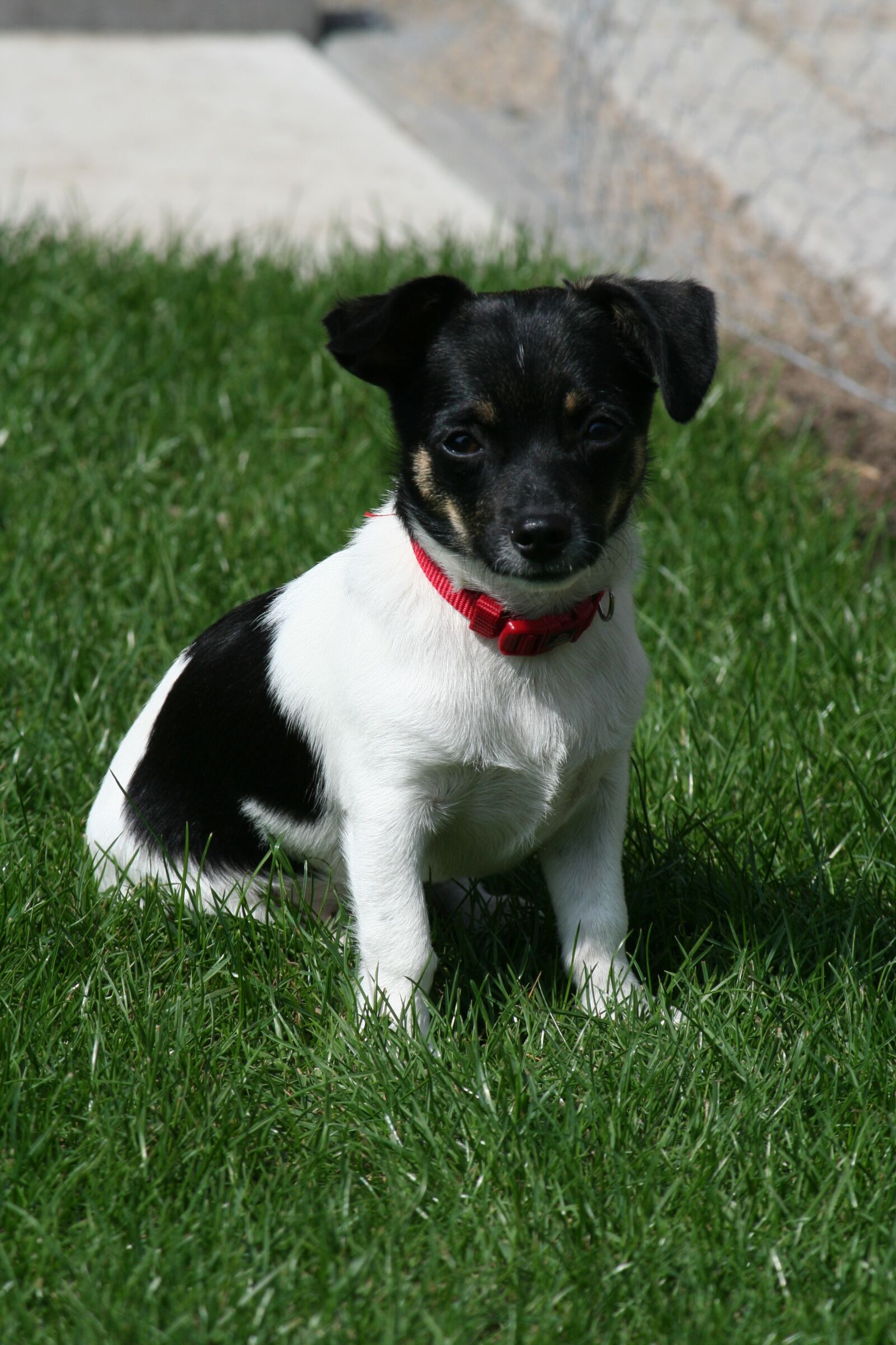 Canon EOS 350D (EOS Digital Rebel XT / EOS Kiss Digital N) sample photo. Dog, chihuahua, puppy photography