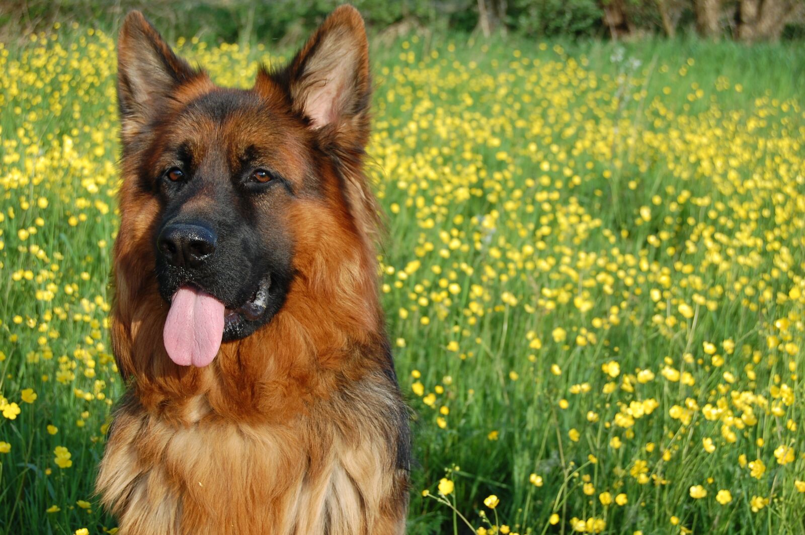 Nikon D40 sample photo. German shepherd, friend, long-haired photography