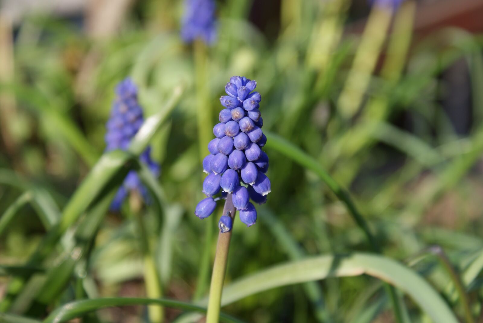 Sony Alpha DSLR-A200 sample photo. Flower, blue, nature photography