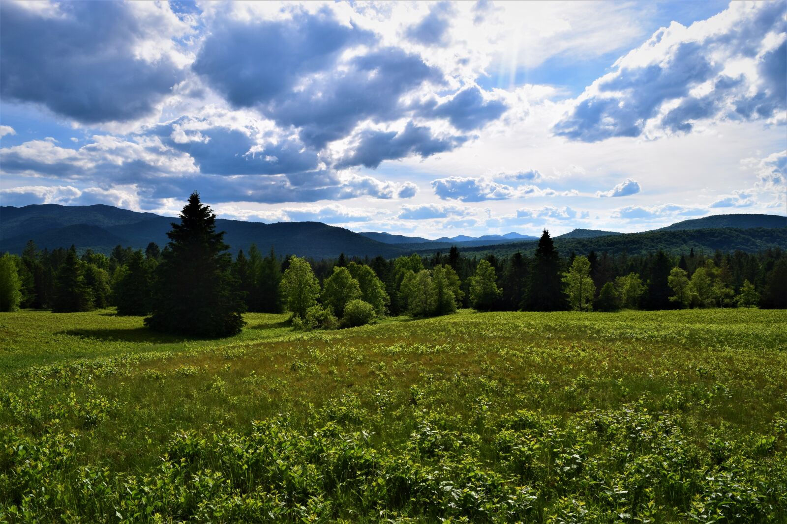 Nikon D3300 sample photo. Adirondacks, clouds, colors, grass photography