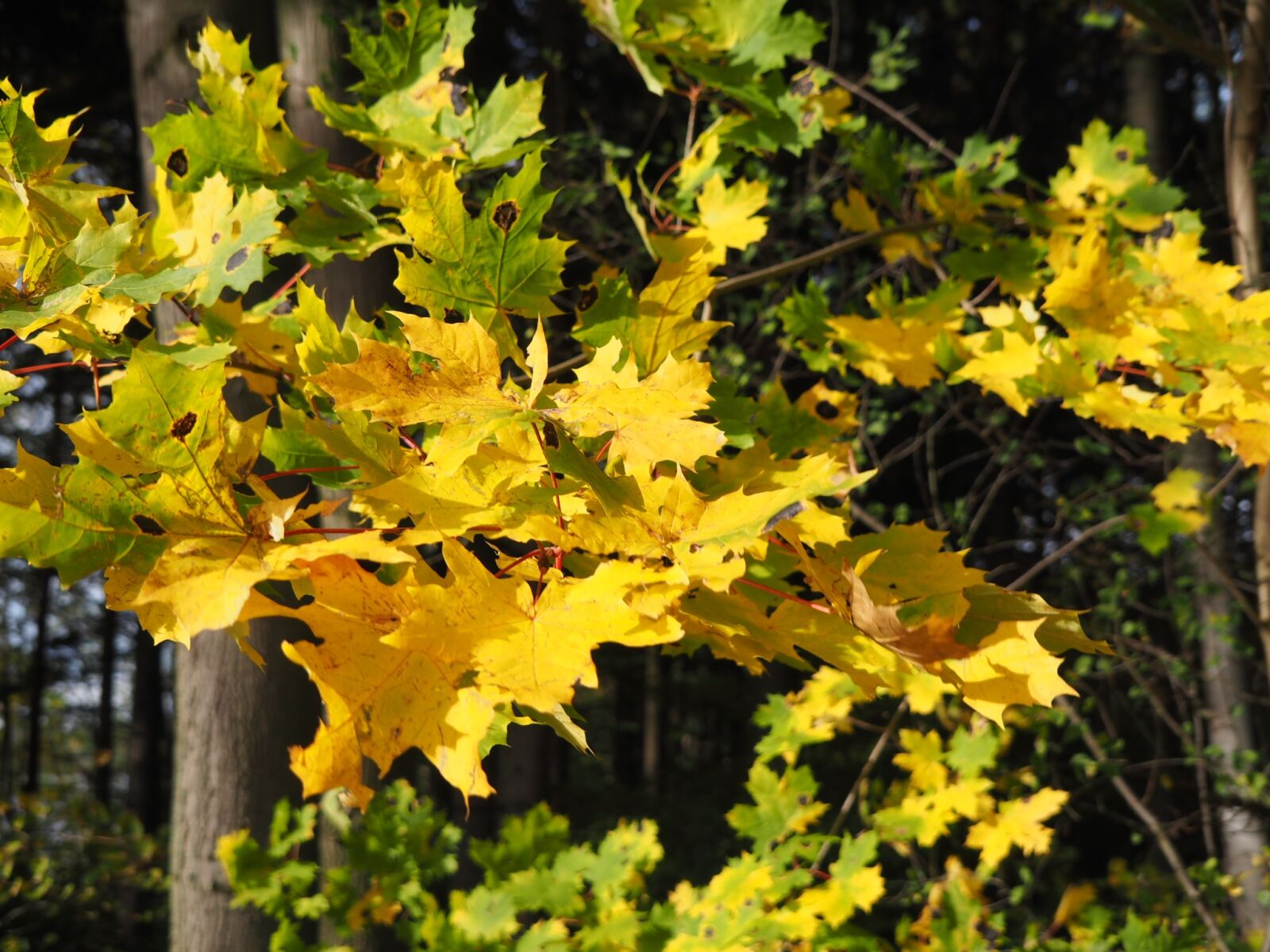 Olympus M.Zuiko Digital ED 14-150mm F4-5.6 II sample photo. Leaves, autumn, autumn colours photography
