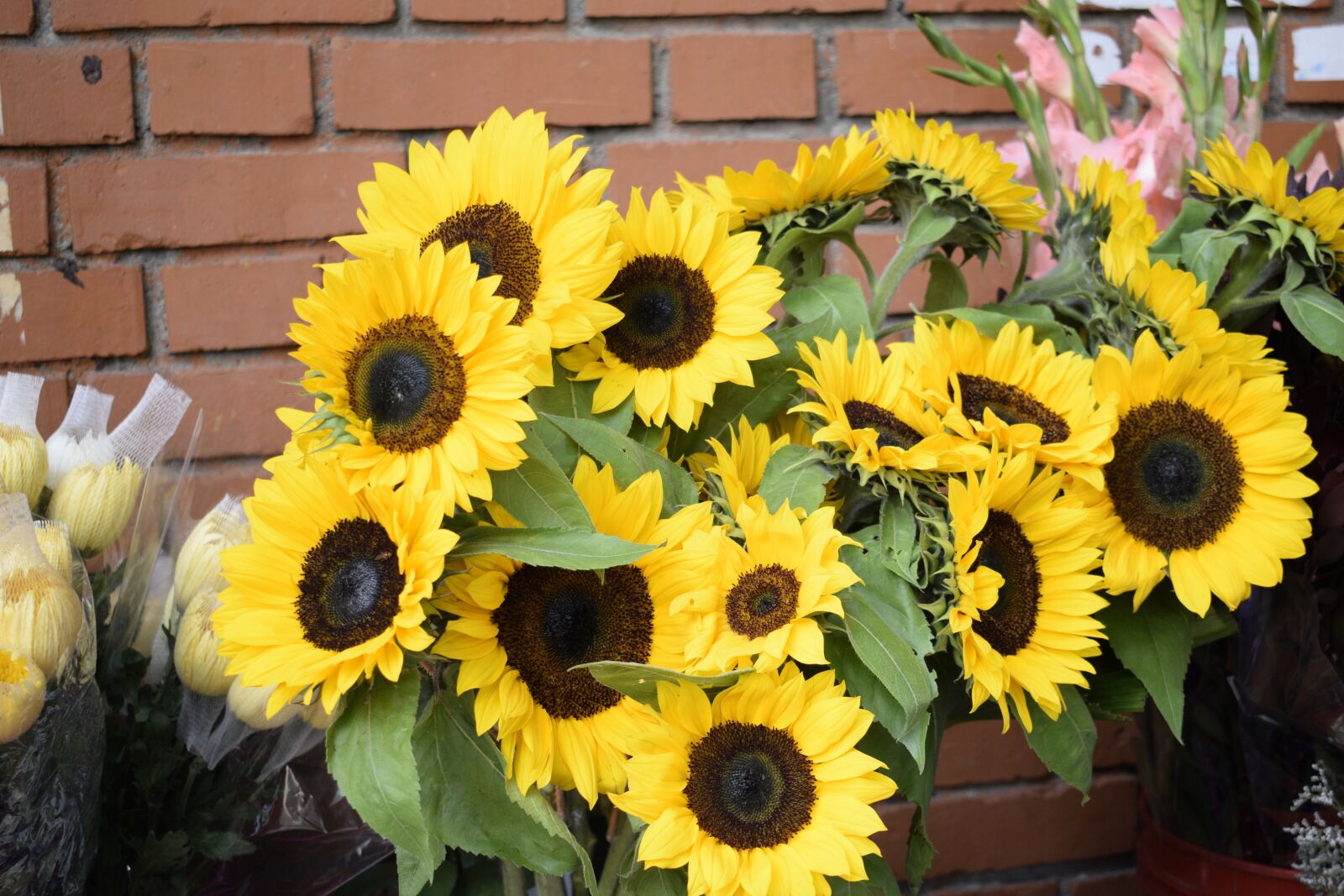 Nikon D5300 sample photo. Flowers, sunflowers, sunflower photography
