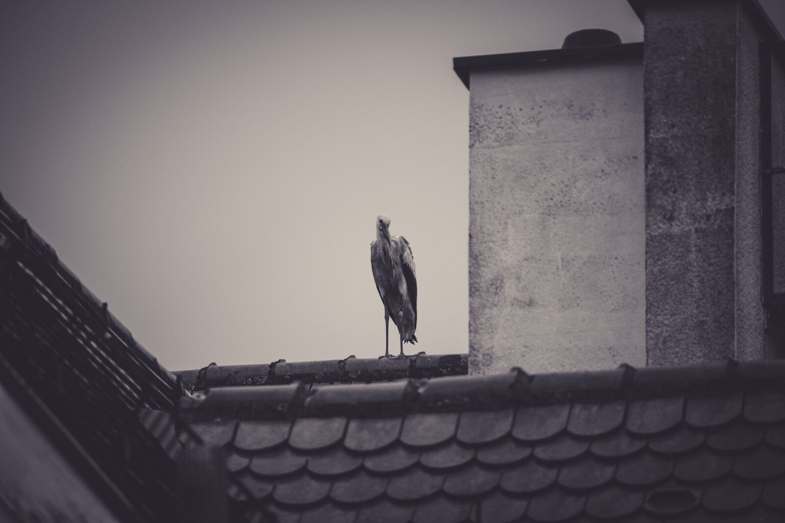 Canon EOS 650D (EOS Rebel T4i / EOS Kiss X6i) sample photo. Stork, roof, rattle stork photography