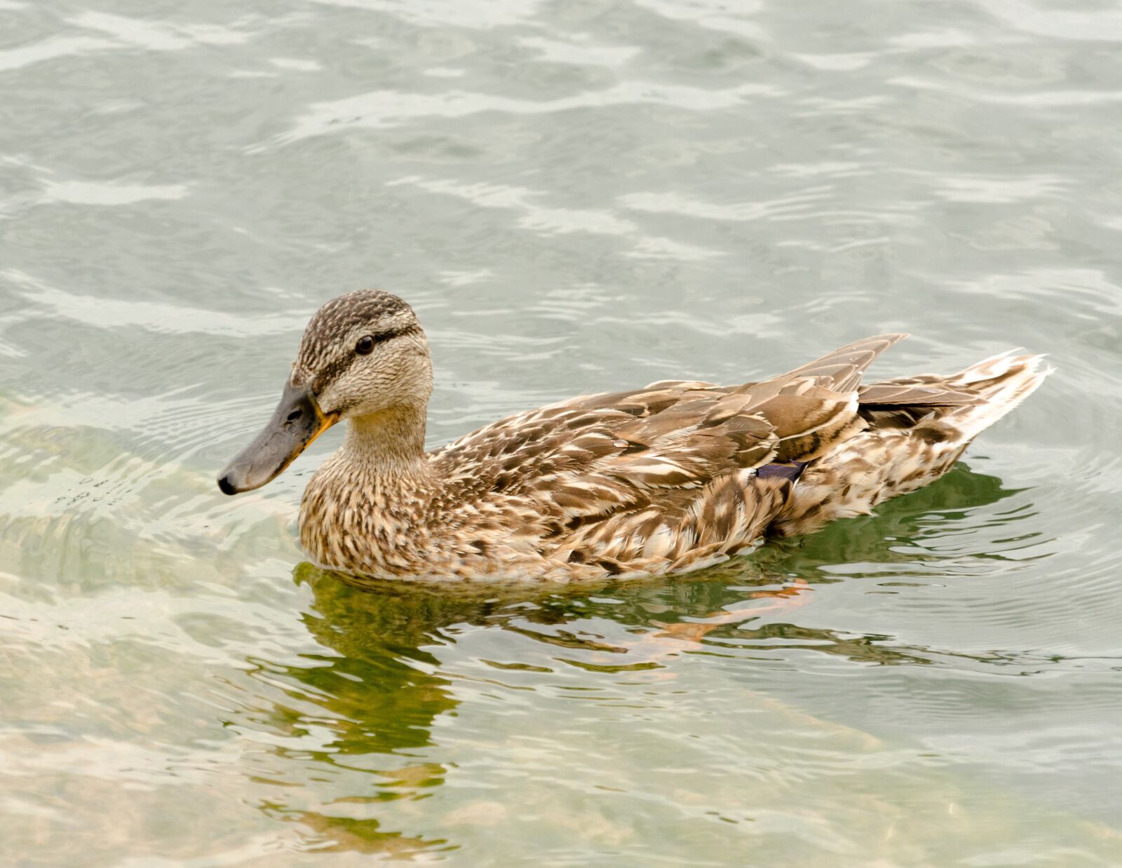 Nikon D5100 sample photo. Maschpark, nature, waters photography