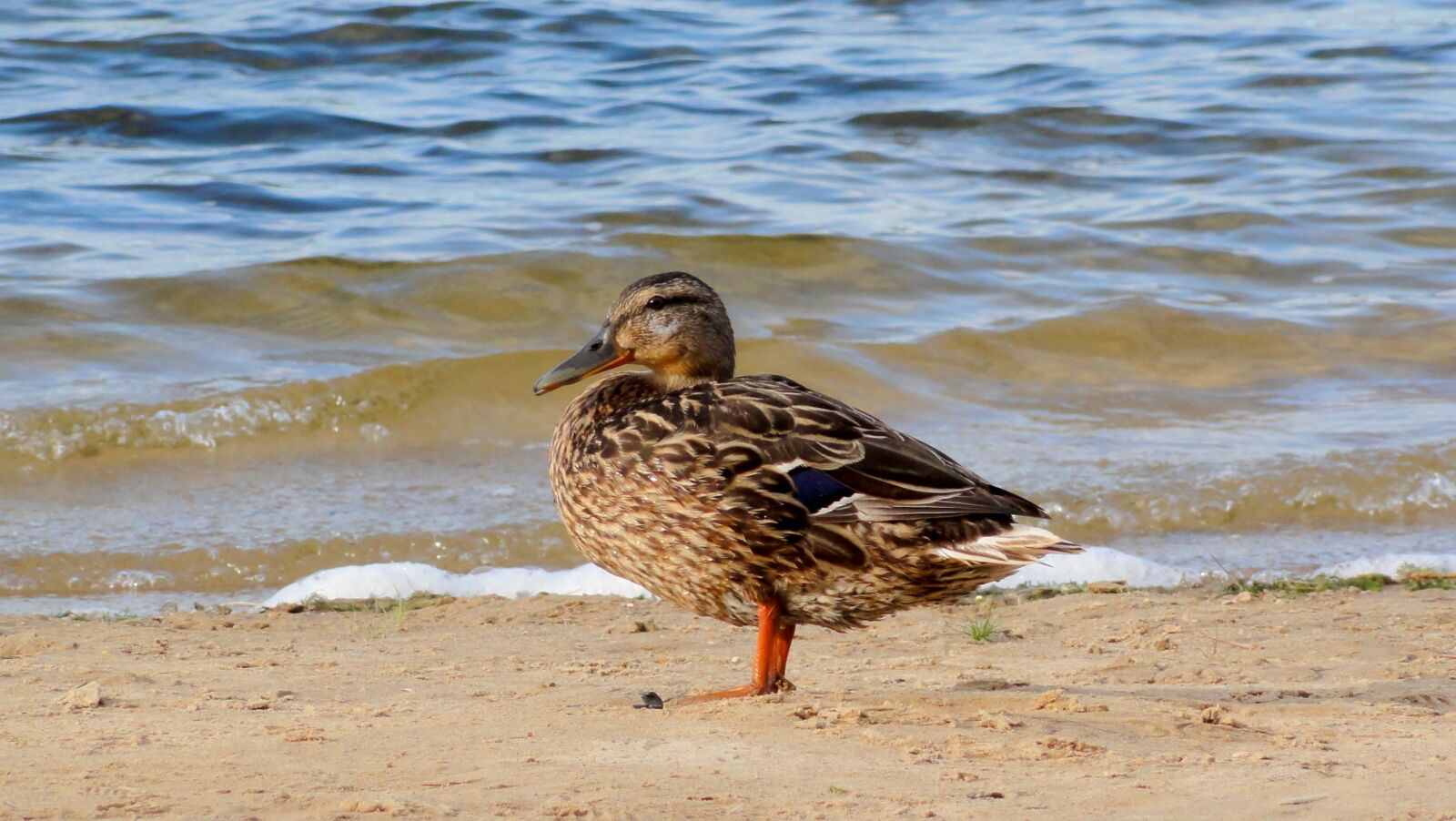 Sony DSC-HX5V sample photo. Duck, beach, water photography