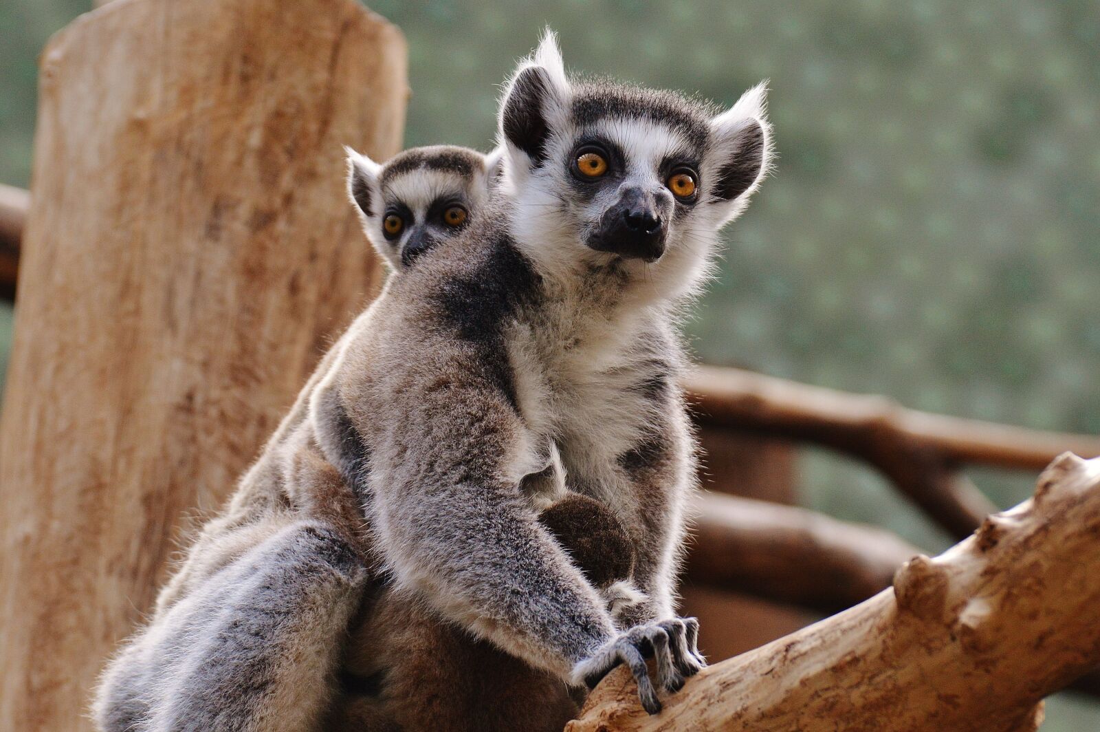 Nikon D3200 sample photo. Ape, lemur, animal world photography