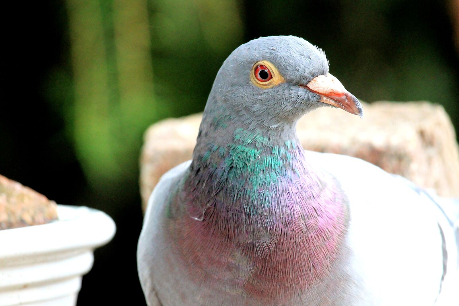 Canon EF-S 55-250mm F4-5.6 IS STM sample photo. Dove, bird, animal photography