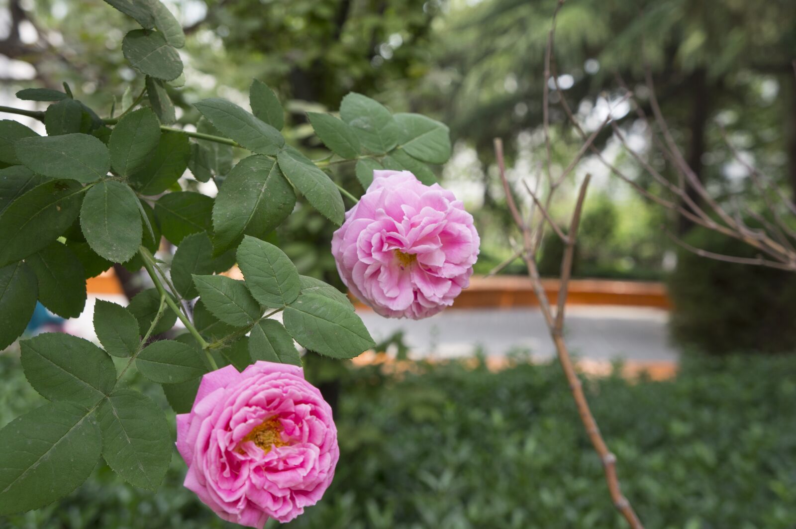 Sony Alpha NEX-5N sample photo. Peach blossom, blue sky photography