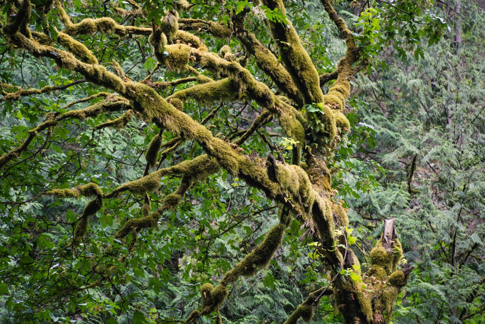 Nikon D7200 sample photo. Tree, moss, nature photography