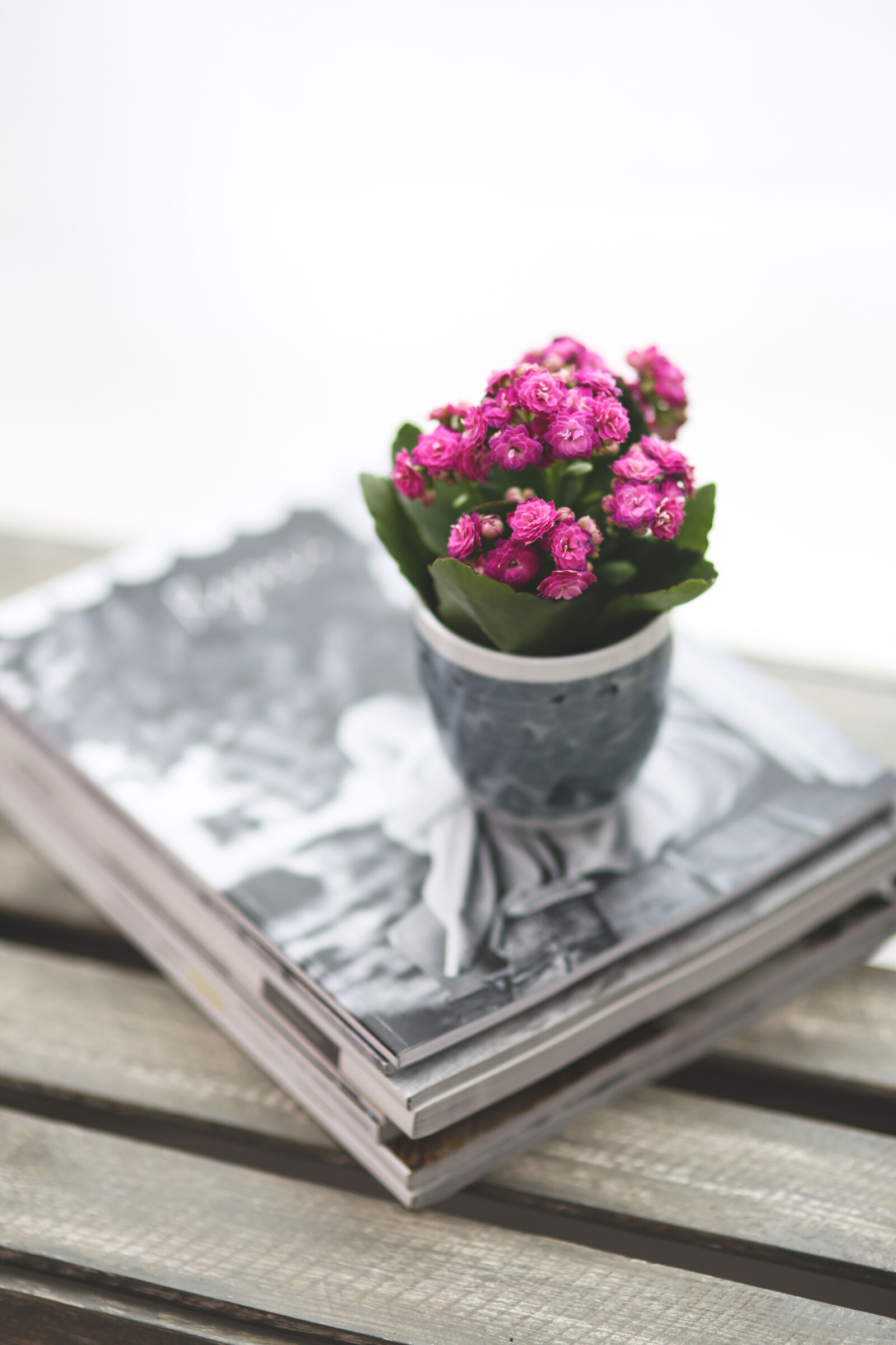Canon EOS 6D + Sigma 85mm F1.4 EX DG HSM sample photo. Kalanchoe, in, gray, cup photography