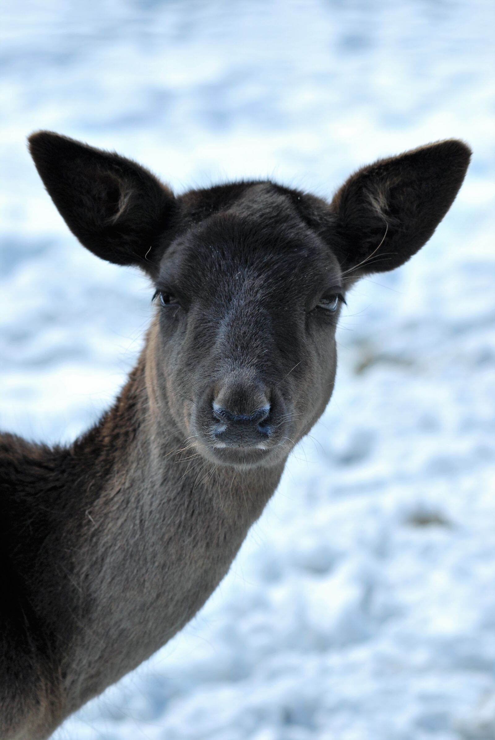 Nikon D60 sample photo. Roe deer, hirsch, forest photography
