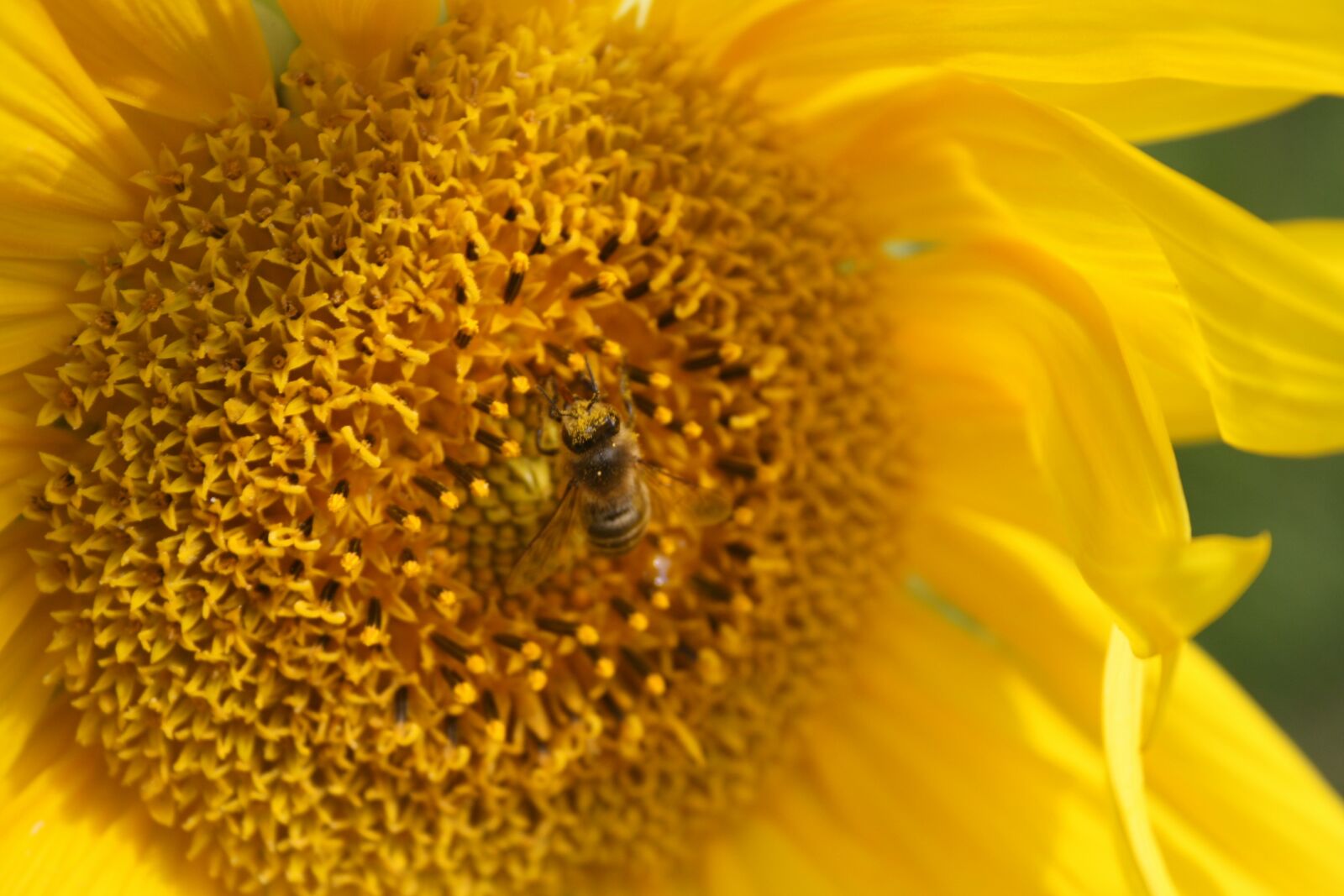 Canon EOS 1000D (EOS Digital Rebel XS / EOS Kiss F) sample photo. Sunflower, blossom, bloom photography