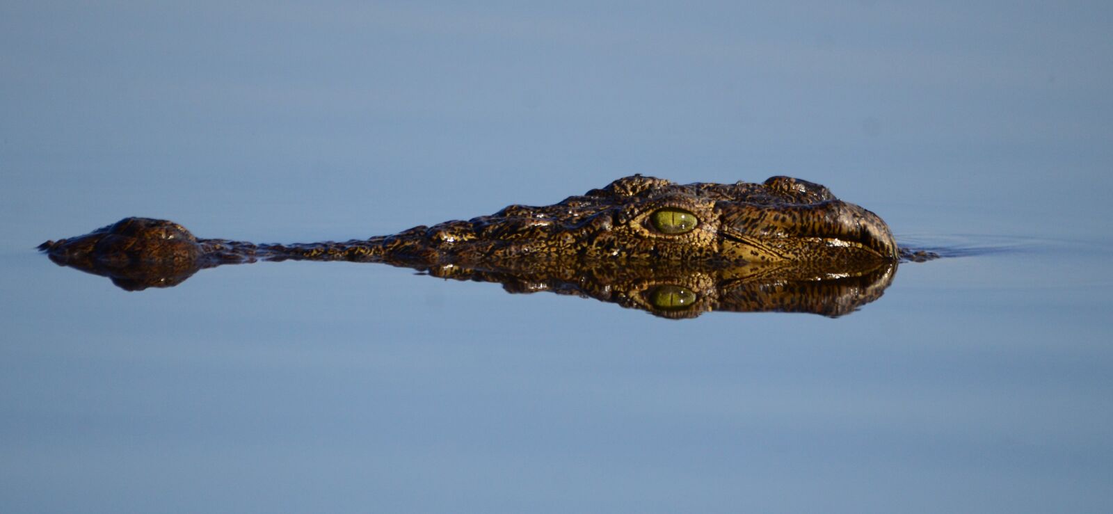 Nikon D7000 sample photo. Botswana, crocodile, mirroring photography