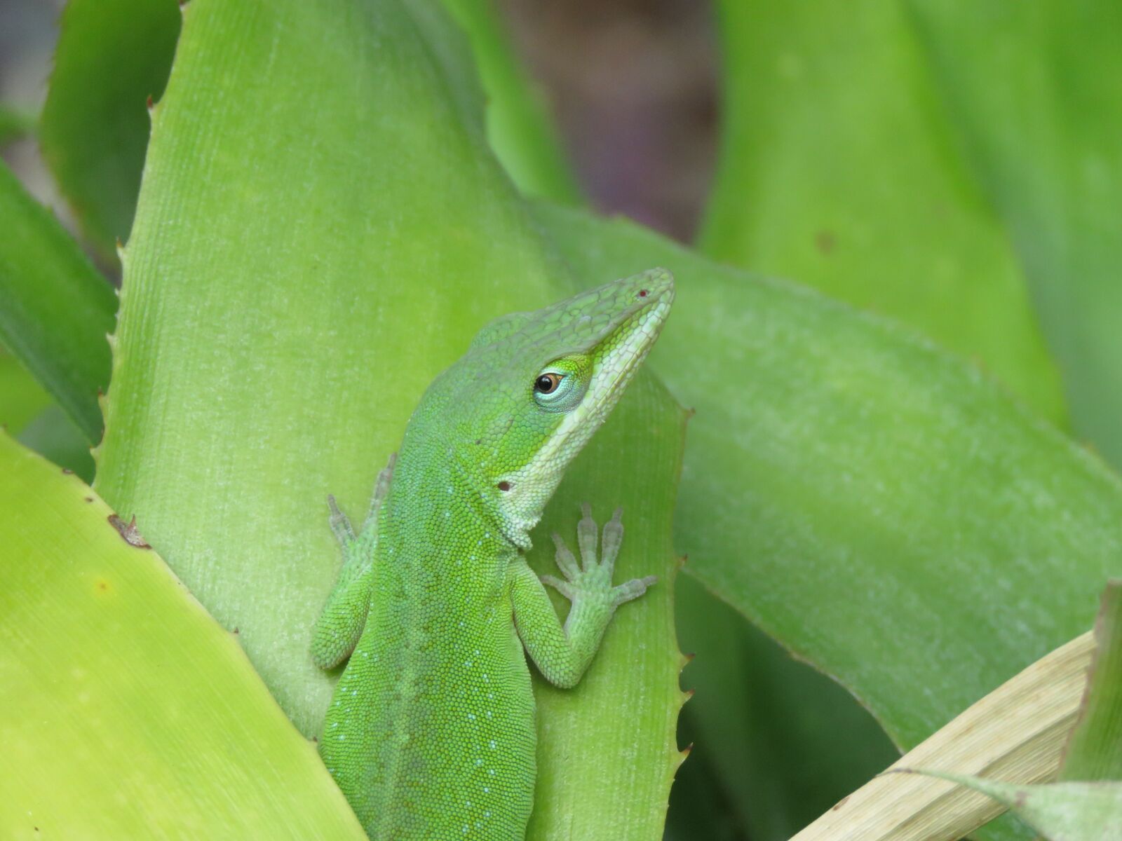 Canon PowerShot SX60 HS sample photo. Reptile, lizard, green and photography