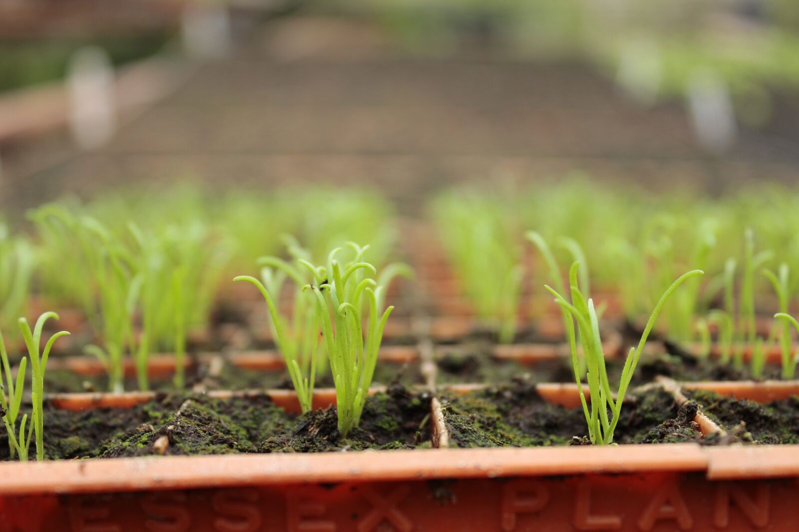 Canon EF-S 18-55mm F3.5-5.6 IS sample photo. Green, sprouts, garden photography