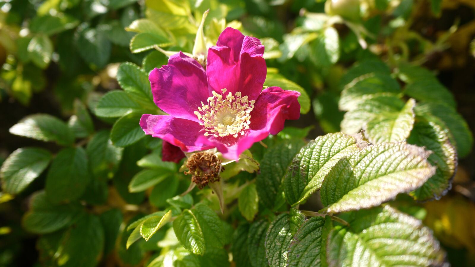 Panasonic Lumix DMC-GF3 sample photo. Rose, bush rose, rose photography