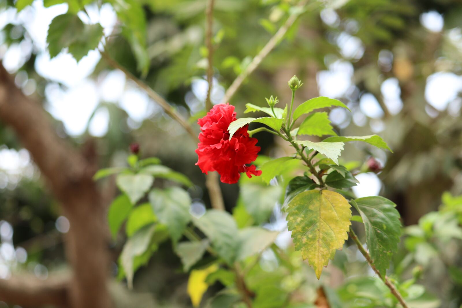 Canon EOS 250D (EOS Rebel SL3 / EOS Kiss X10 / EOS 200D II) sample photo. Flower, nature, green photography