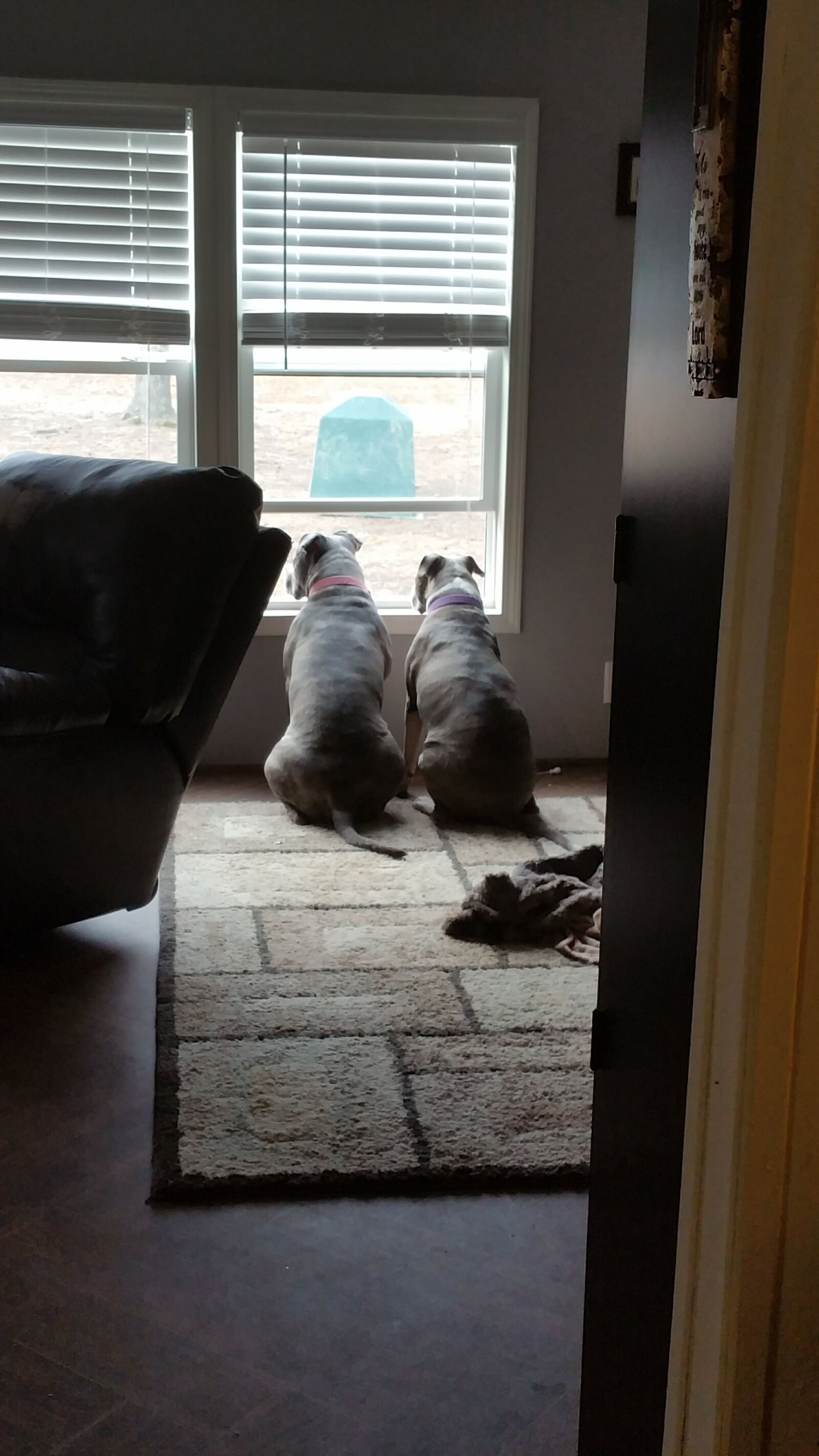 Samsung Galaxy Note4 sample photo. Two, dogs, window photography
