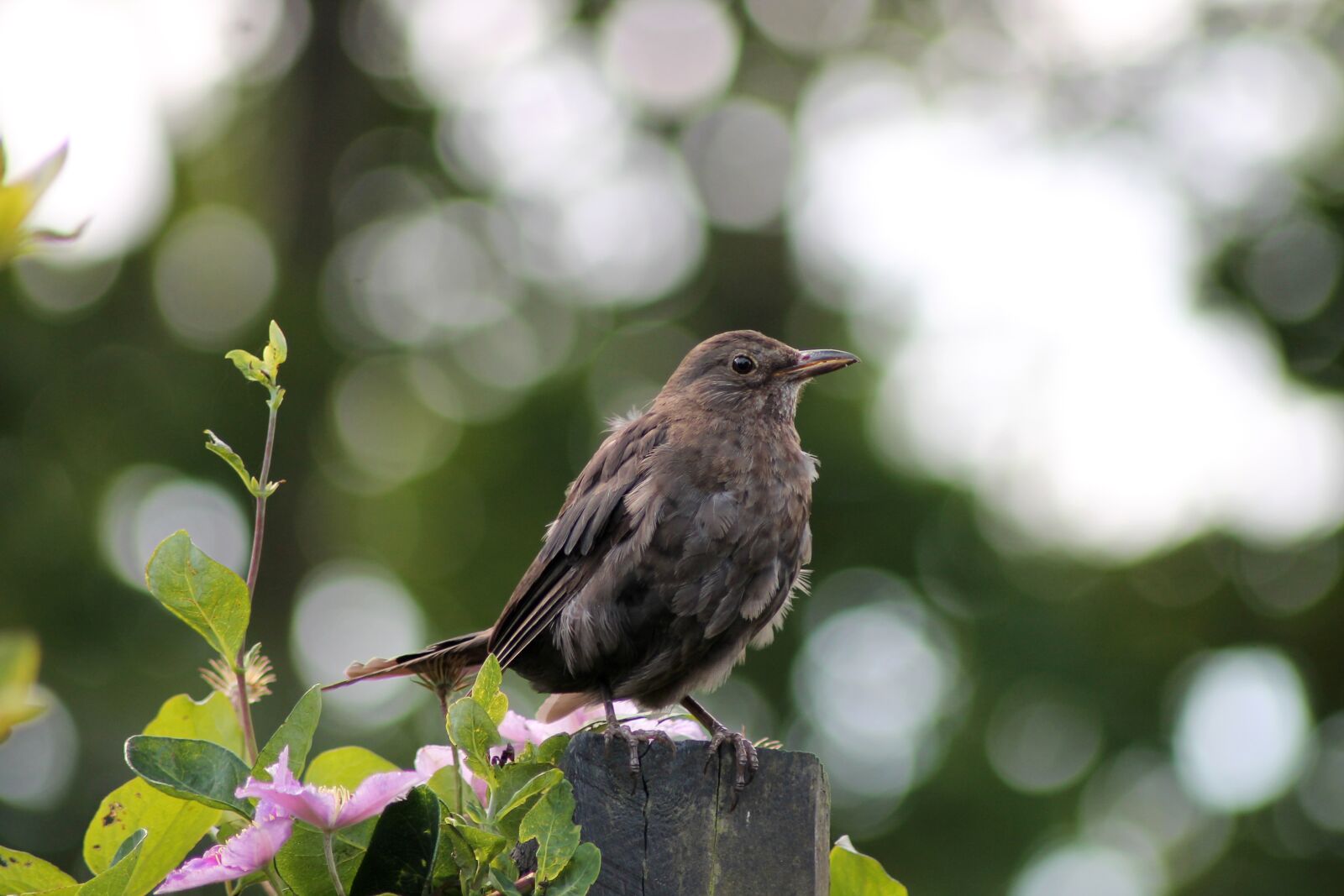 Canon EOS 1100D (EOS Rebel T3 / EOS Kiss X50) sample photo. Young birds, have, bird photography