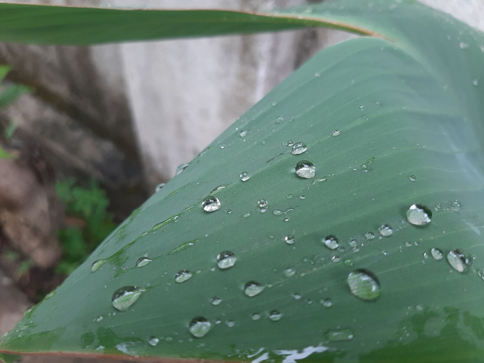 Samsung Galaxy A50 sample photo. Portrait, waterdrop, rainyday photography