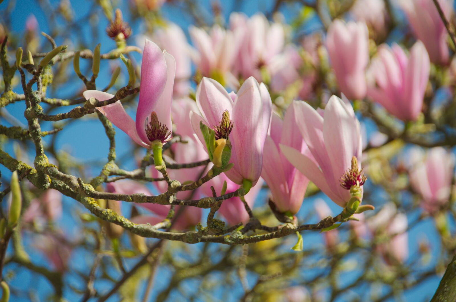 Nikon D5100 sample photo. Magnolias, flowers, nature photography