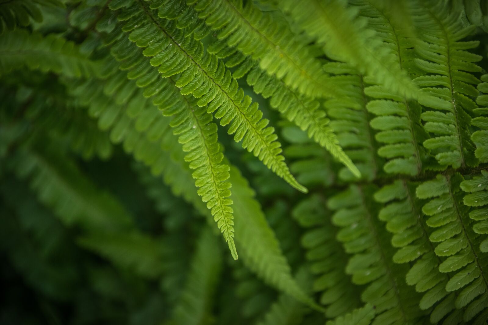 Nikon D5300 sample photo. Kapradína, green, foliage photography