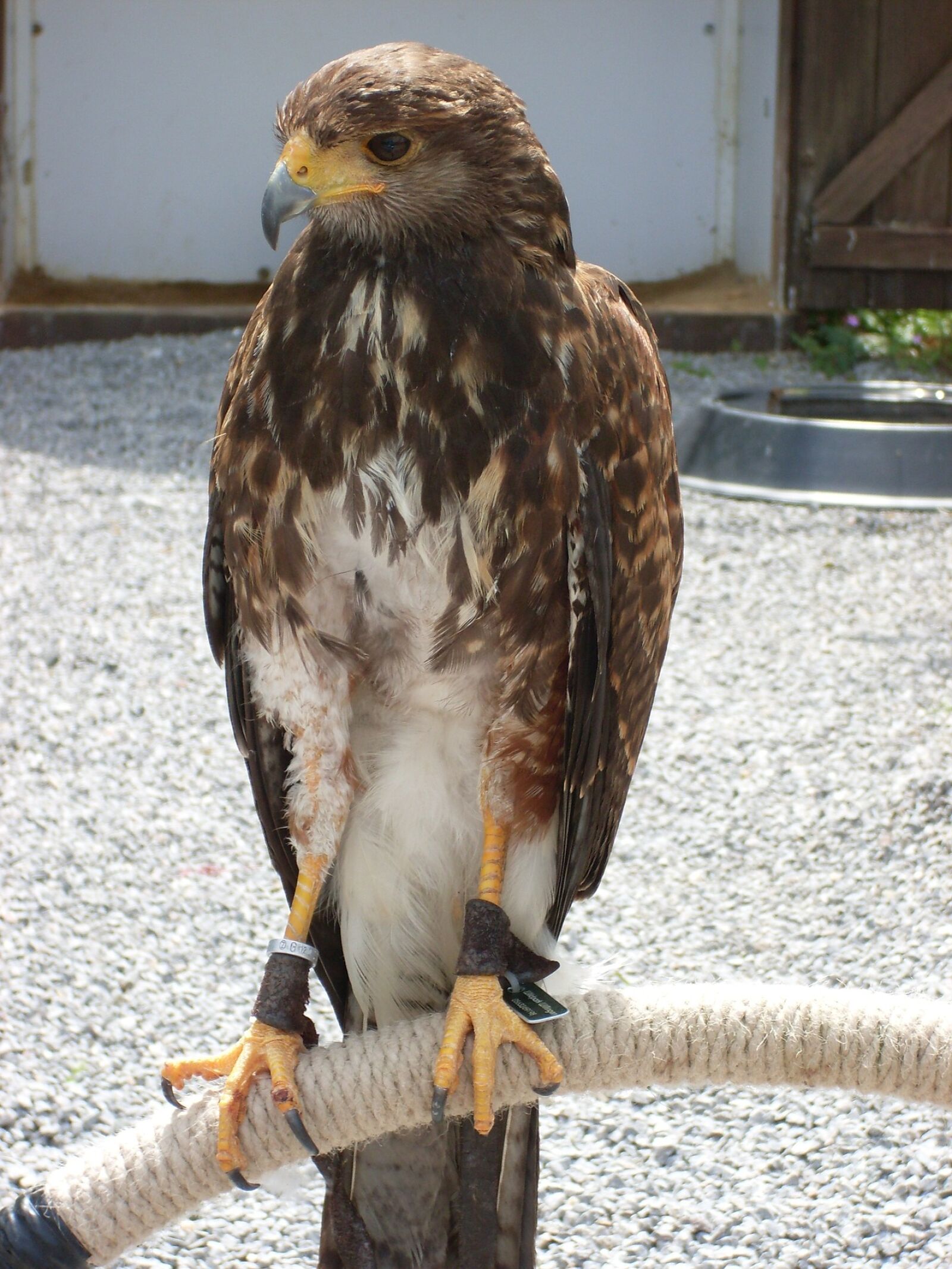 Samsung KENOX S760  / Samsung S760 sample photo. Bird, birds, of, prey photography