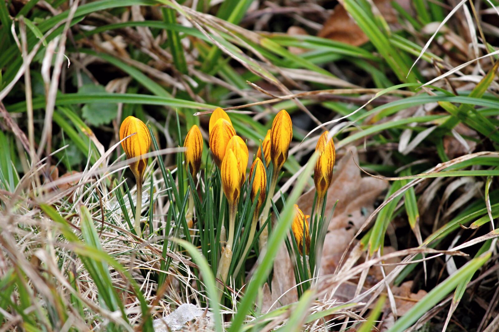 Canon EOS 1100D (EOS Rebel T3 / EOS Kiss X50) sample photo. Crocus, yellow, bud photography