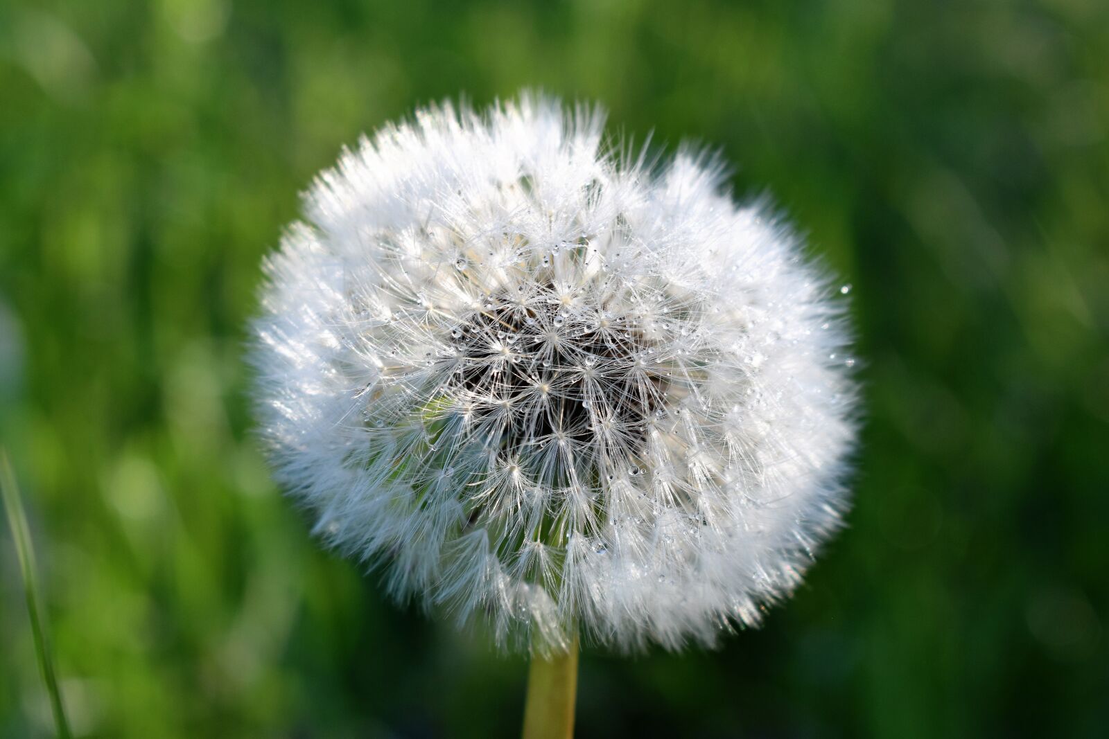 Nikon D5500 sample photo. Dandelion, bloom, flower photography