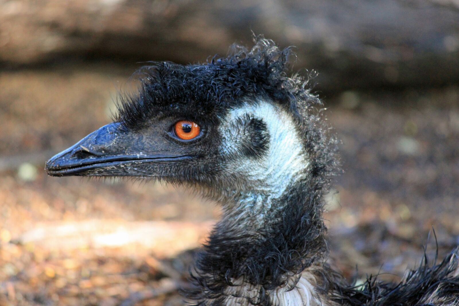 Canon EOS 500D (EOS Rebel T1i / EOS Kiss X3) sample photo. Emu, bill, head photography