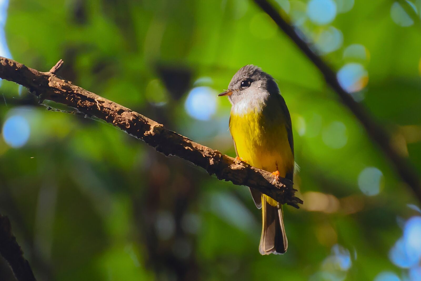 Nikon D7100 sample photo. Birds, yellow, eyes photography