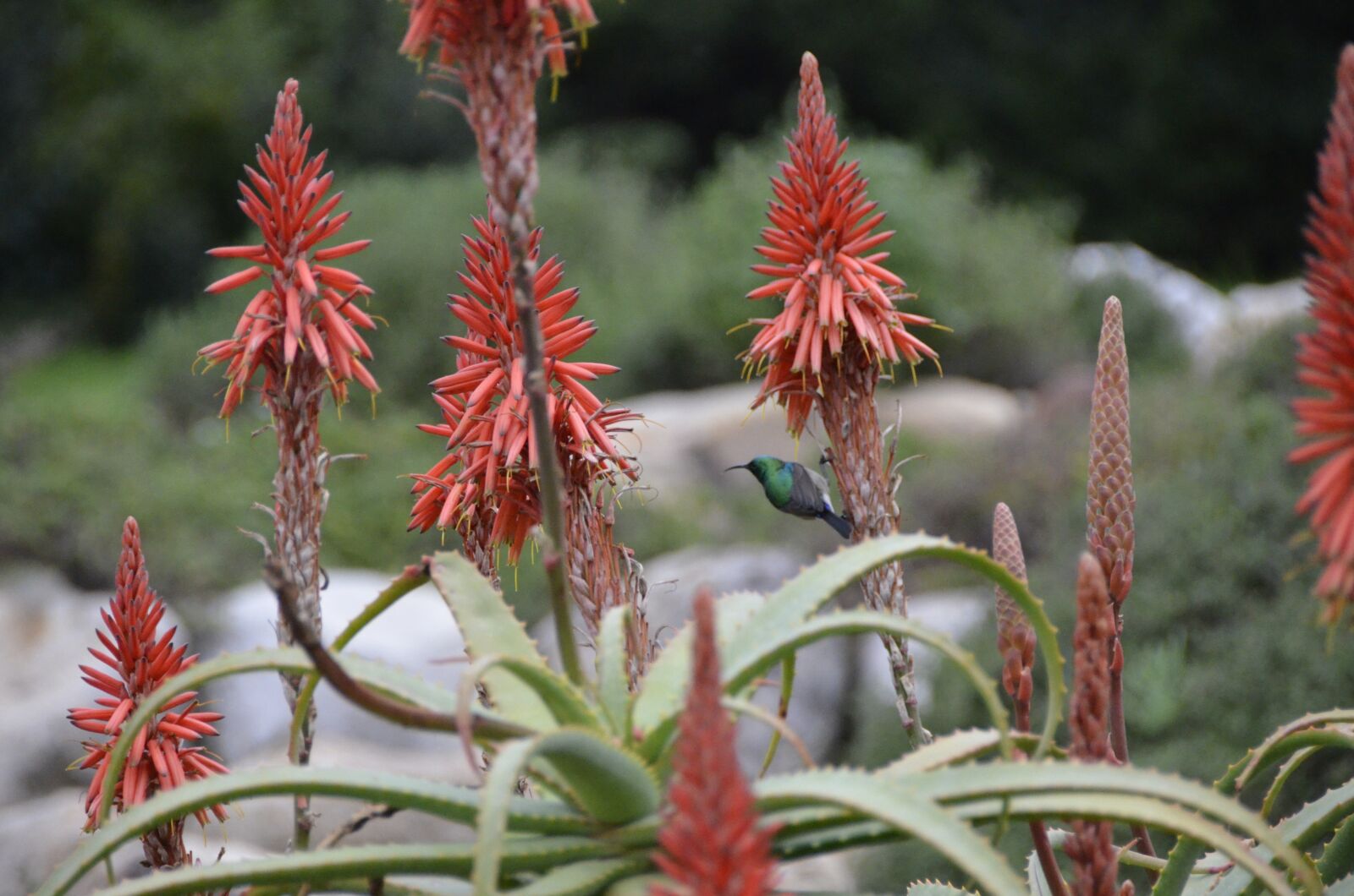 Nikon D7000 sample photo. Bird, colors, flowers photography