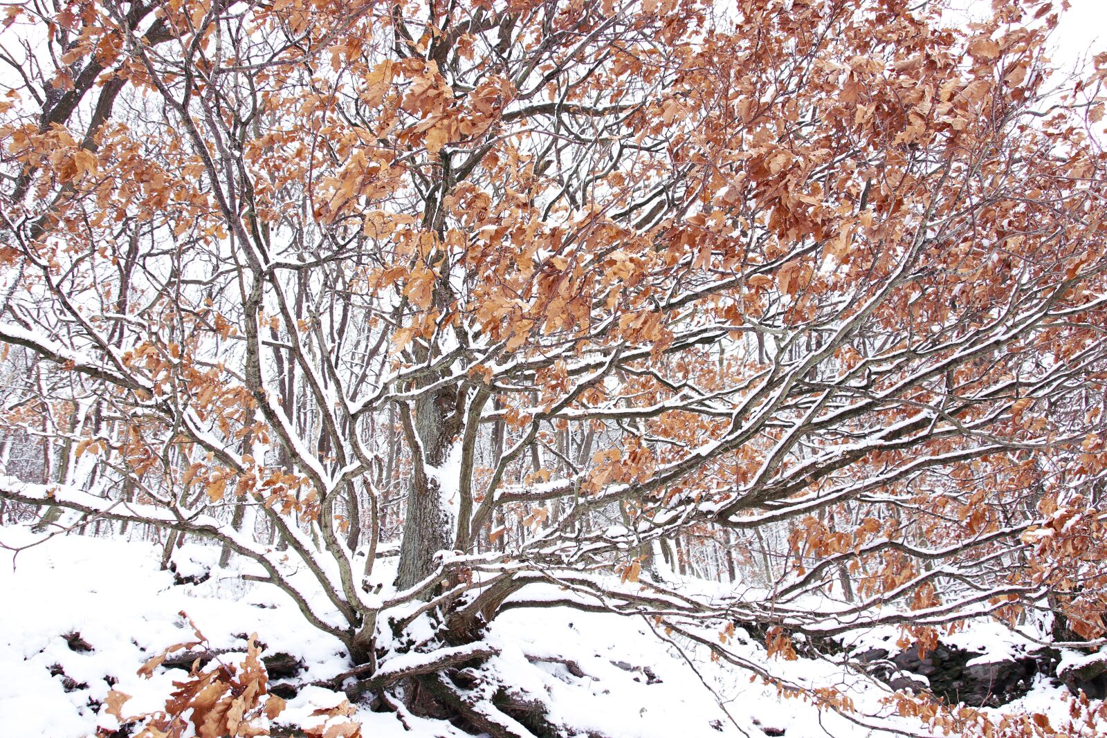 Canon EOS 800D (EOS Rebel T7i / EOS Kiss X9i) sample photo. Foggy, snowfall, forest photography