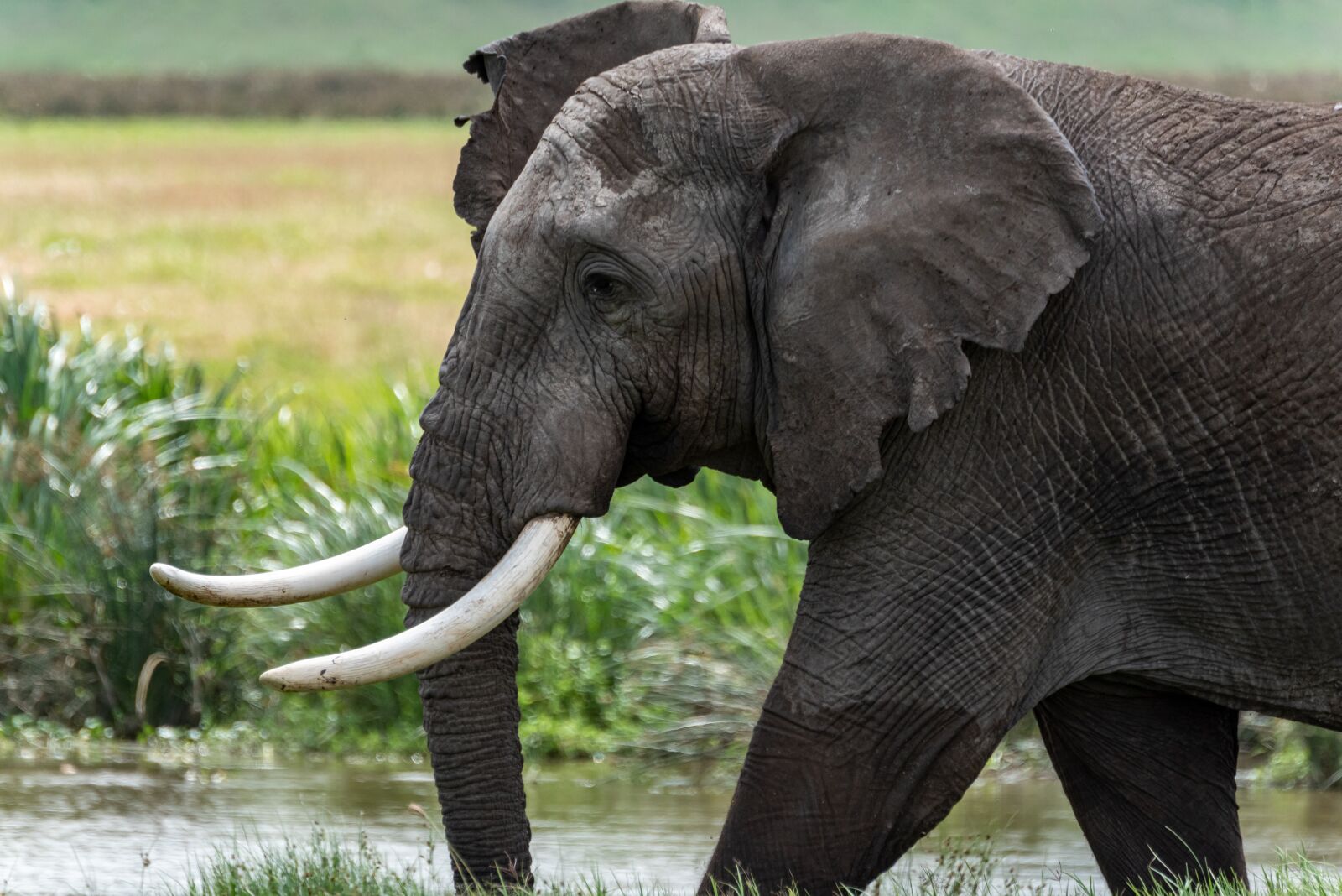 Nikon D750 sample photo. Elephant, africa, serengeti photography