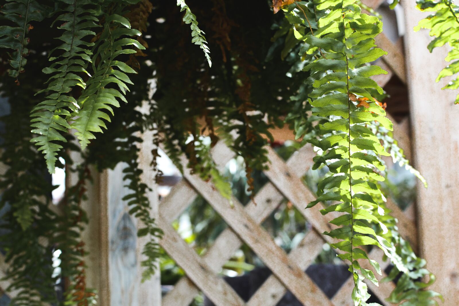 Nikon D7100 sample photo. Garden, fern, ferns photography