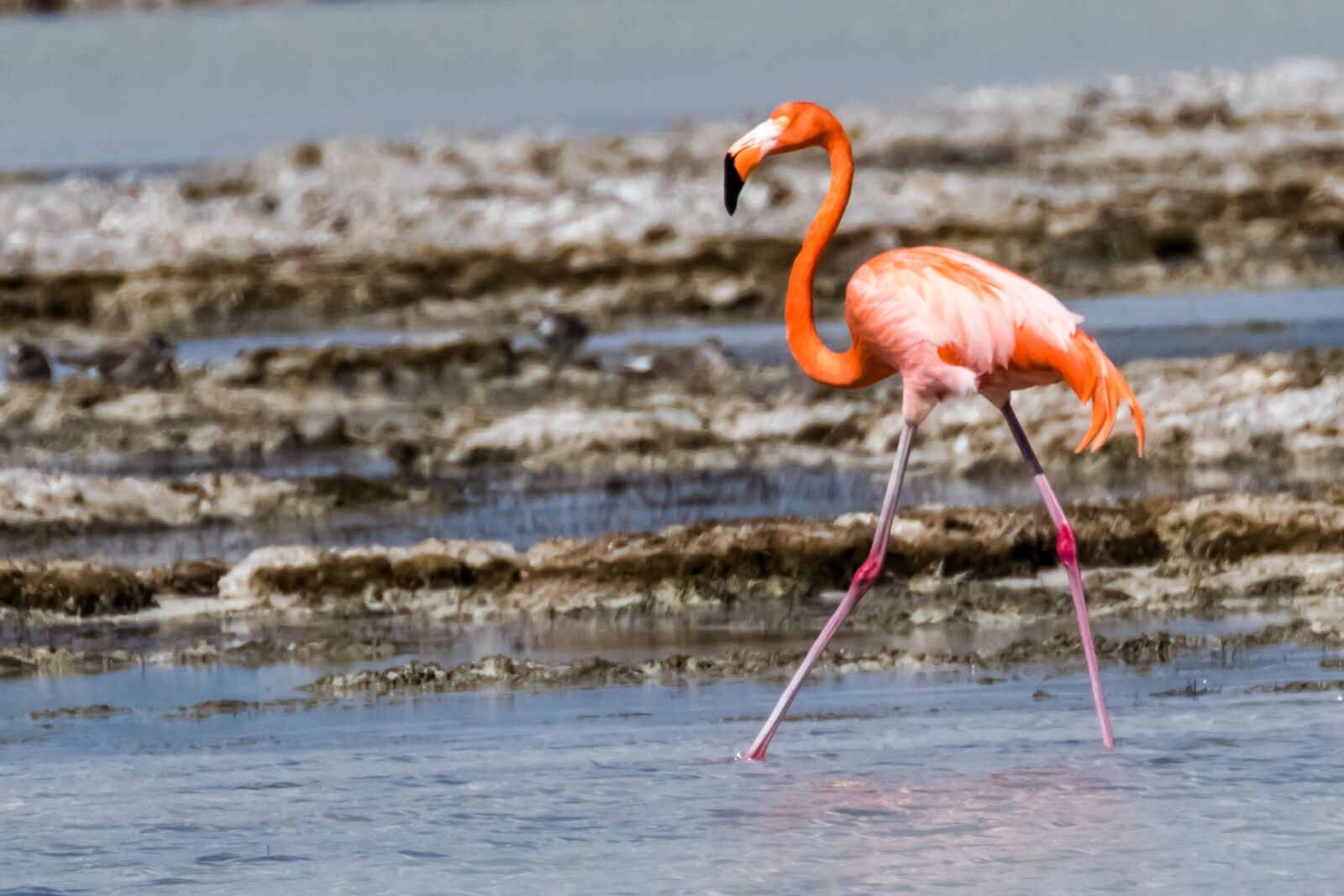 Canon EOS 7D Mark II sample photo. Cuba, cienaga de zapata photography