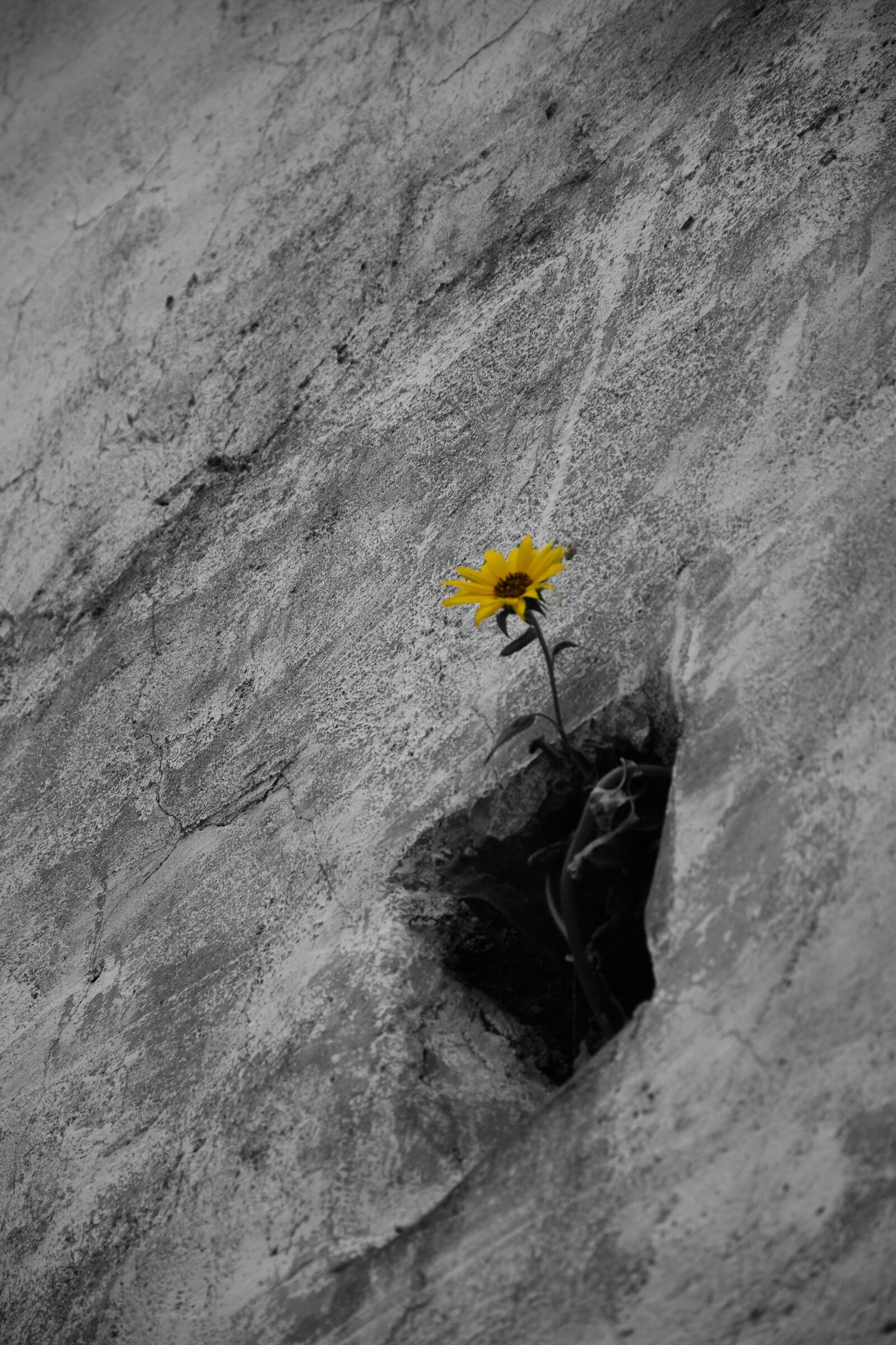 Nikon D7500 sample photo. Flower, wall, plant photography