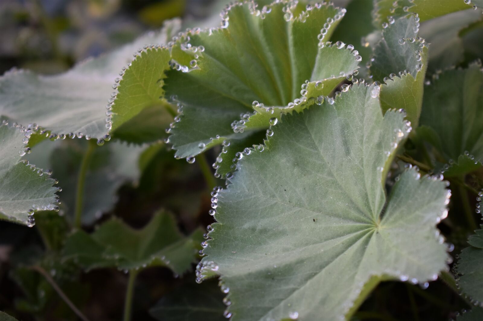 Nikon D5500 sample photo. Frauenmantel, plant, medicinal herb photography