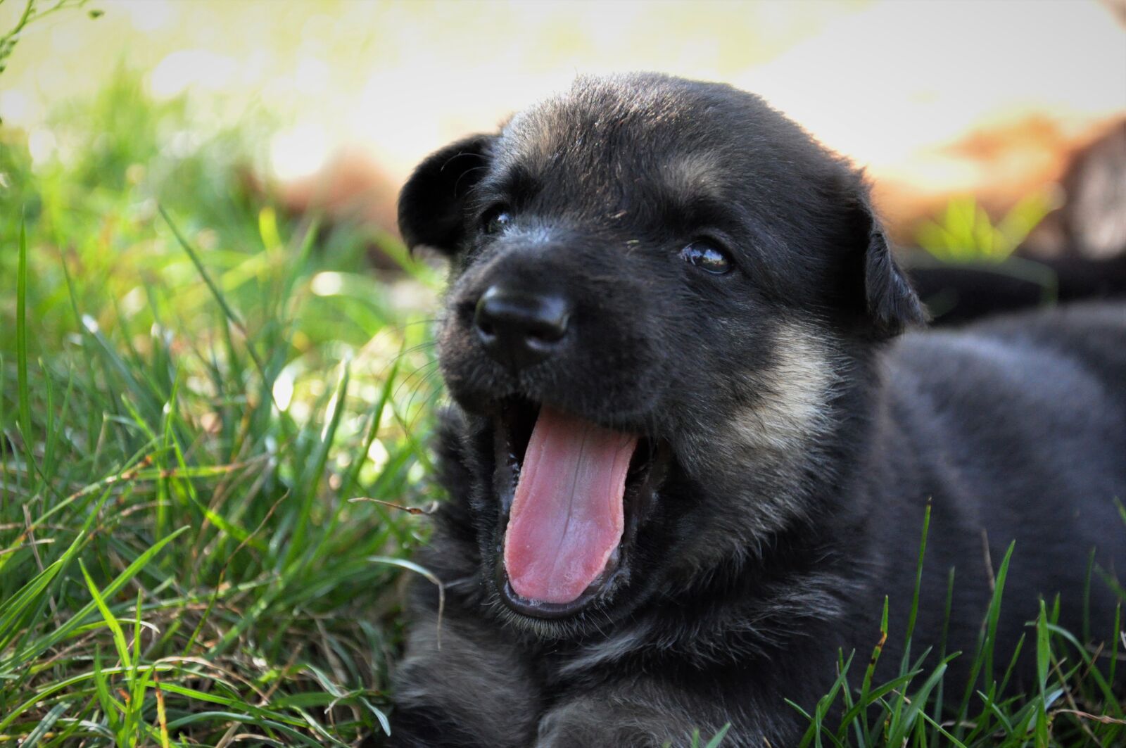 Nikon D90 sample photo. Dog, training, home photography