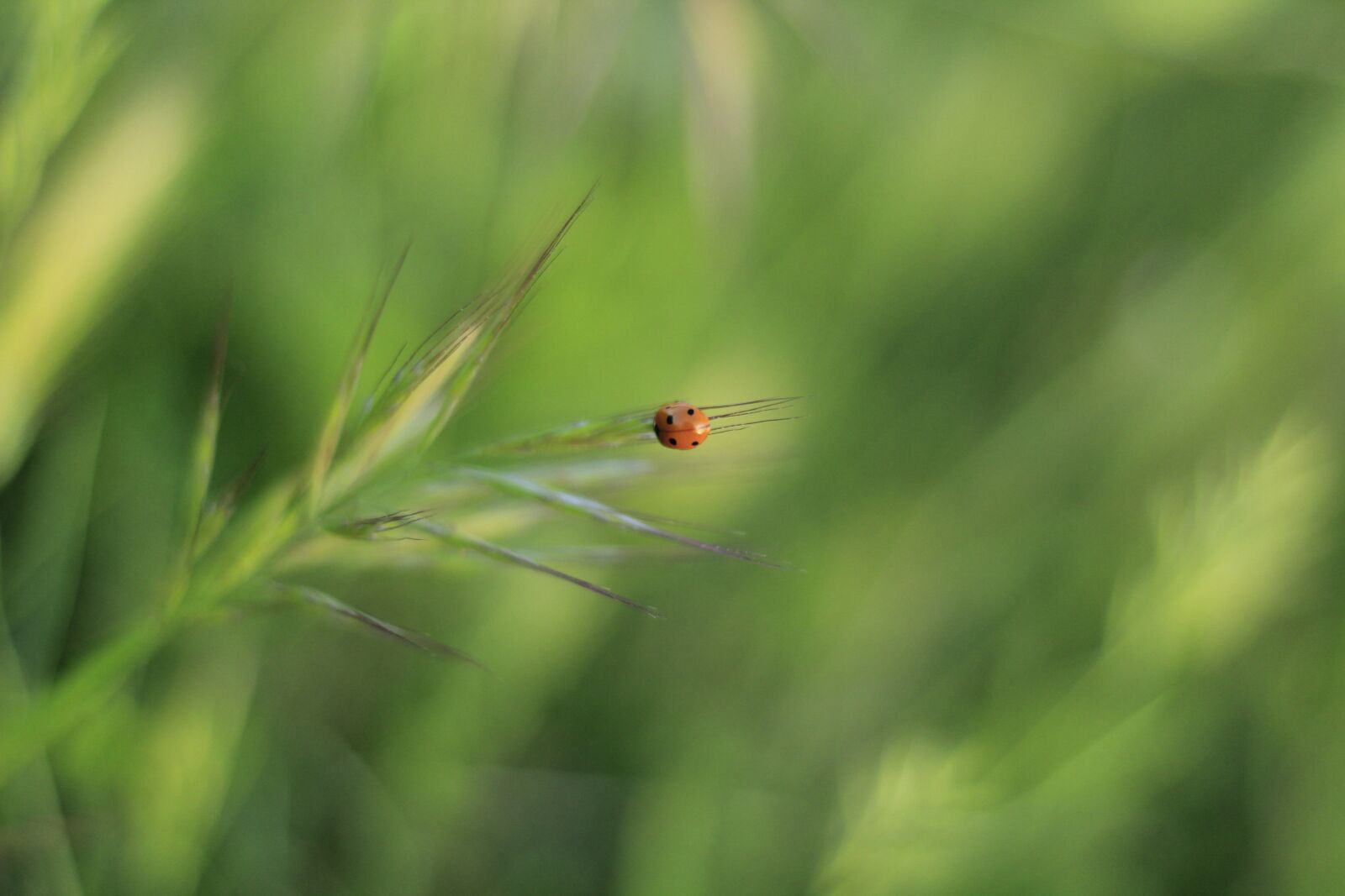 Canon EOS 1200D (EOS Rebel T5 / EOS Kiss X70 / EOS Hi) + Canon EF 50mm F1.8 II sample photo. Ladybug, insect, nature photography