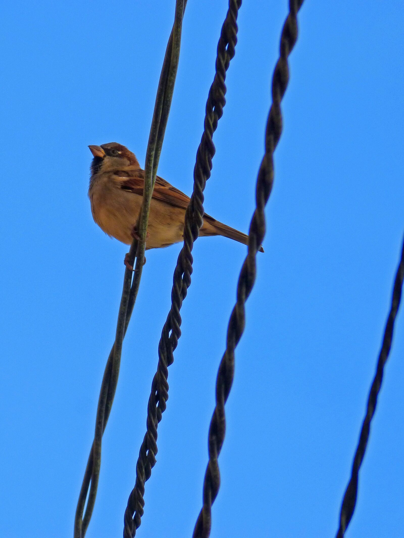 Panasonic DMC-FZ62 sample photo. Sparrow, sky, cables photography